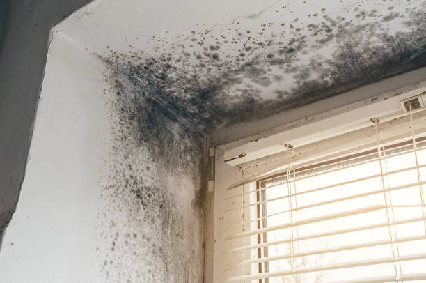 Trusted Commercial Mold Remediation service in Frederick, CO - Cheap Mold Removal