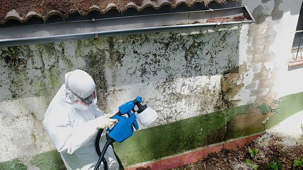 Top rated local Basement Mold Removal specialists in Frederick, CO